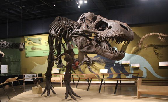 Cle Museum Of Natural History Cle Museum Of Natural History